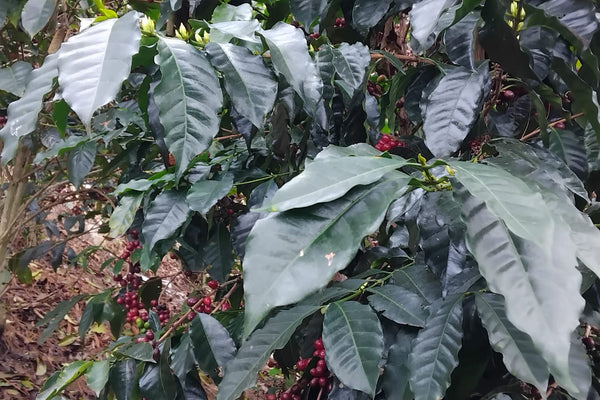 Photo of Wilton Benitez TS Anaerobic Natural Orange Bourbon