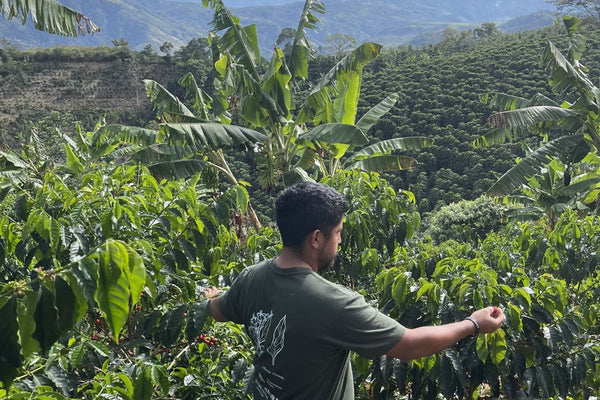 Photo of Edinson Argote, Finca Quebraditas Laurina