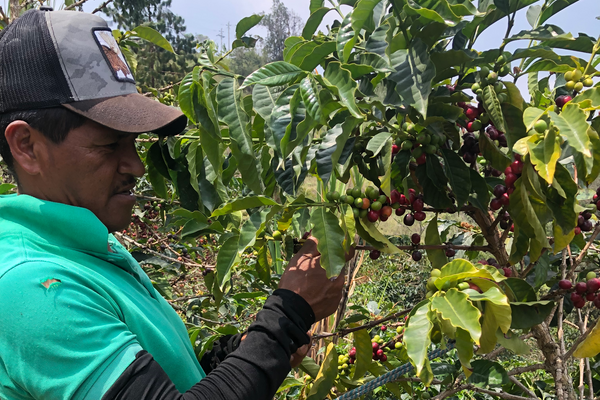Photo of Mandarino Oporapa regional blend