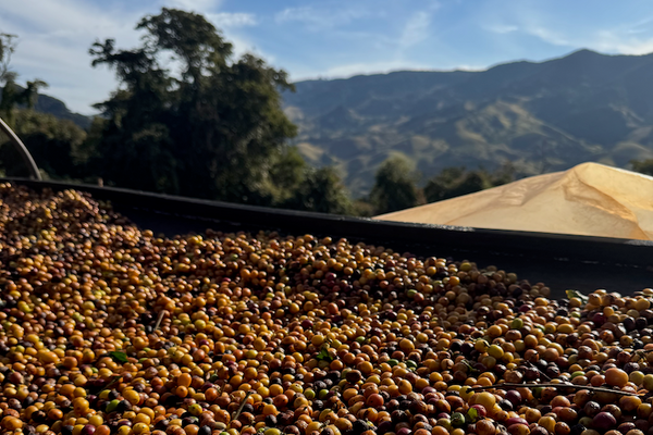 Photo of COCARIVE Baba's blend