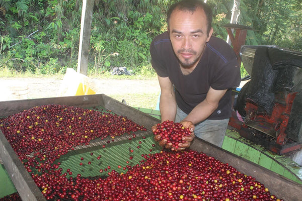 Photo of Marcos Herrera, Mamaruntu Geisha