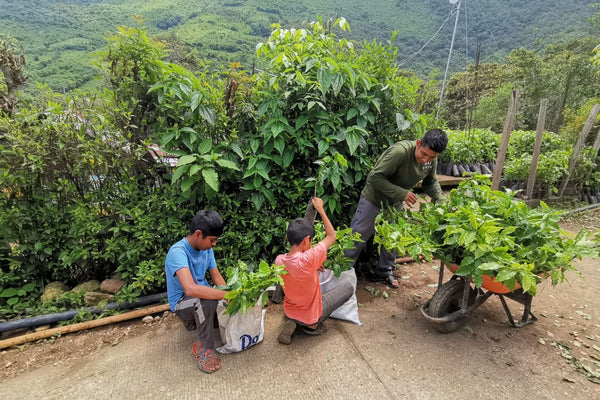 Photo of Santa Maria Ozolotepec community lot