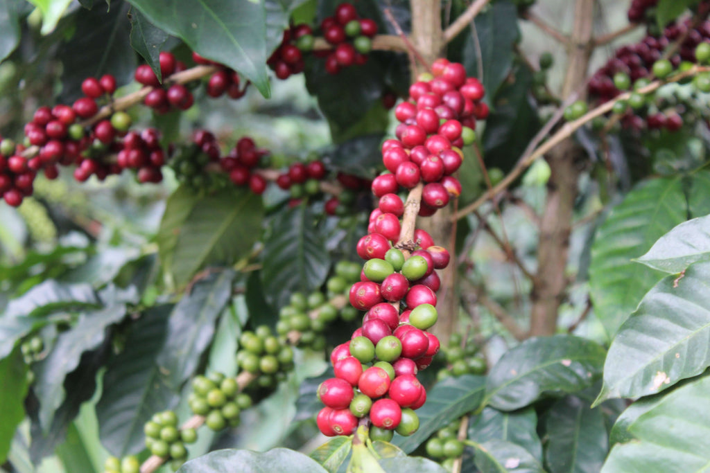 New coffees and an Exeter exclusive