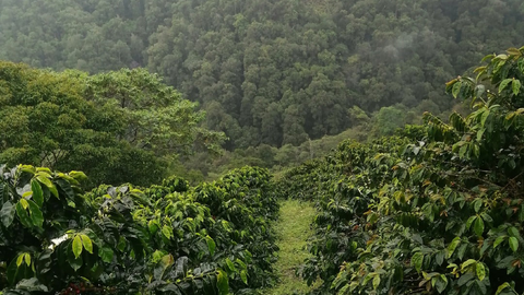 Popayan DECAF