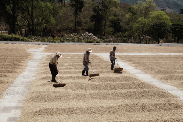 Photo of GUATEMALA FINCA CONCEPCIÓN WASHED GEISHA & PACAMARA