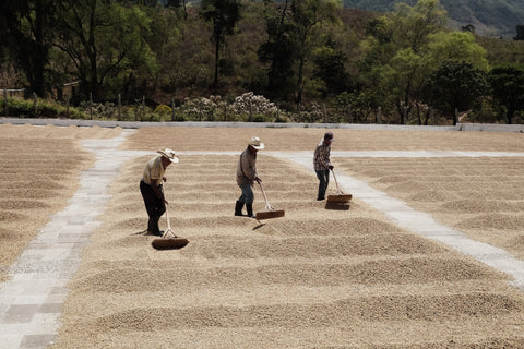 Vanessa Braun Valle - Finca Concepción