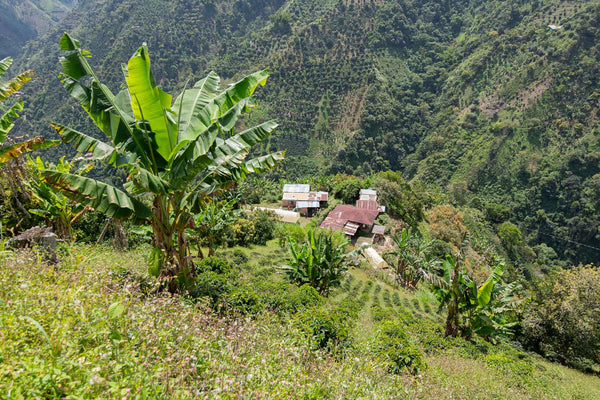 Photo of ANTUUKA MANIZALES EA DECAF