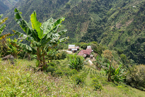 Antuuka Manizales EA DECAF