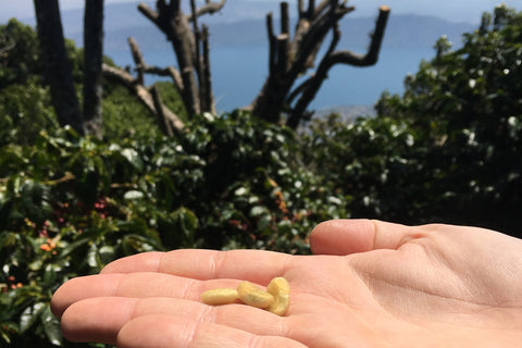 Finca Las Laderas Pacamara