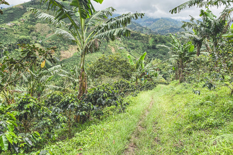 Cesar Pedroza - Finca La Camelia