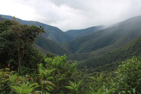 Gabino Apaza Verónica - Finca Paccayniyoc