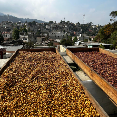 Tinamit Honey
