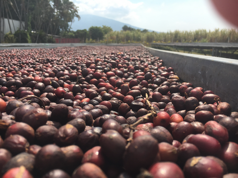 San Jose Natural Pacamara