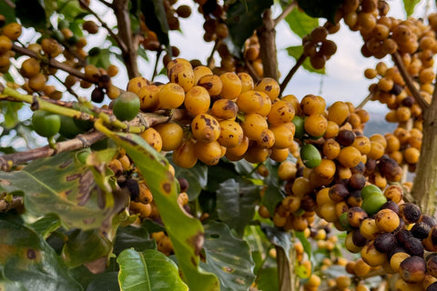 Fazenda Moinho Natural Arara