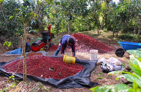Alejandro and Synthia Castañeda - Finca Tunkimayu Lot 20
