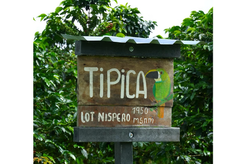 Los Nogales Origins Typica