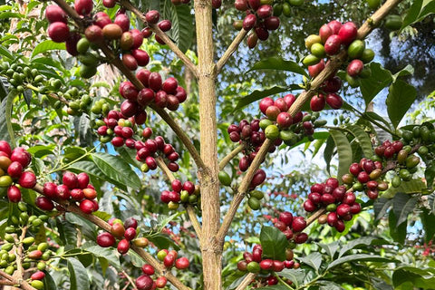 Edinson Argote, Finca Quebraditas Sidra