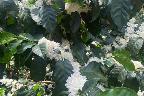 Ratnagiri RW-7 Blossom