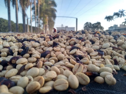 Fazenda Recanto 'Lemongrass'