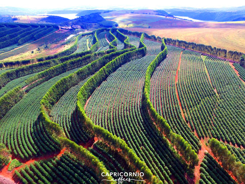 Luiz Saldanha Rodrigues, Fazenda California