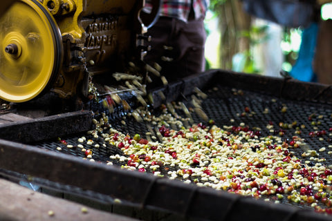 Kenya Chepsangor Hills washed AA