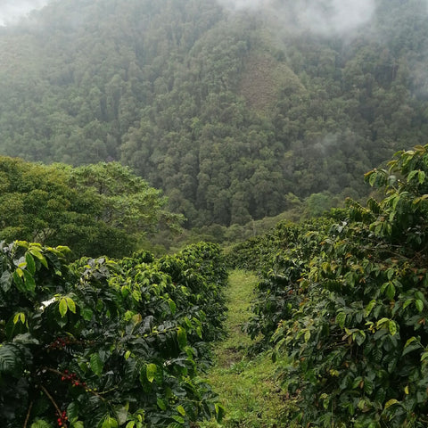 Popayan DECAF